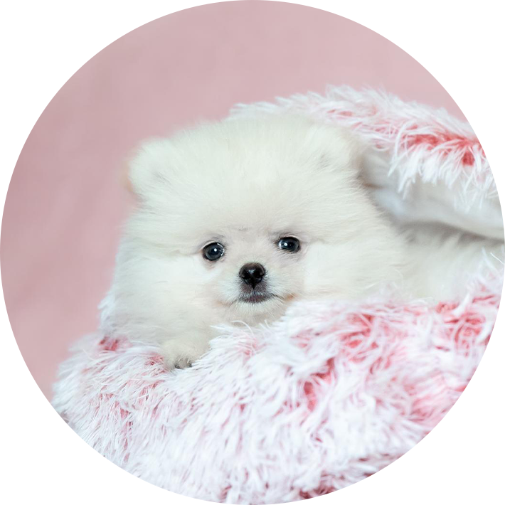 Szczenięta Pomeranian z hodowli Lilac Seaside Kennel