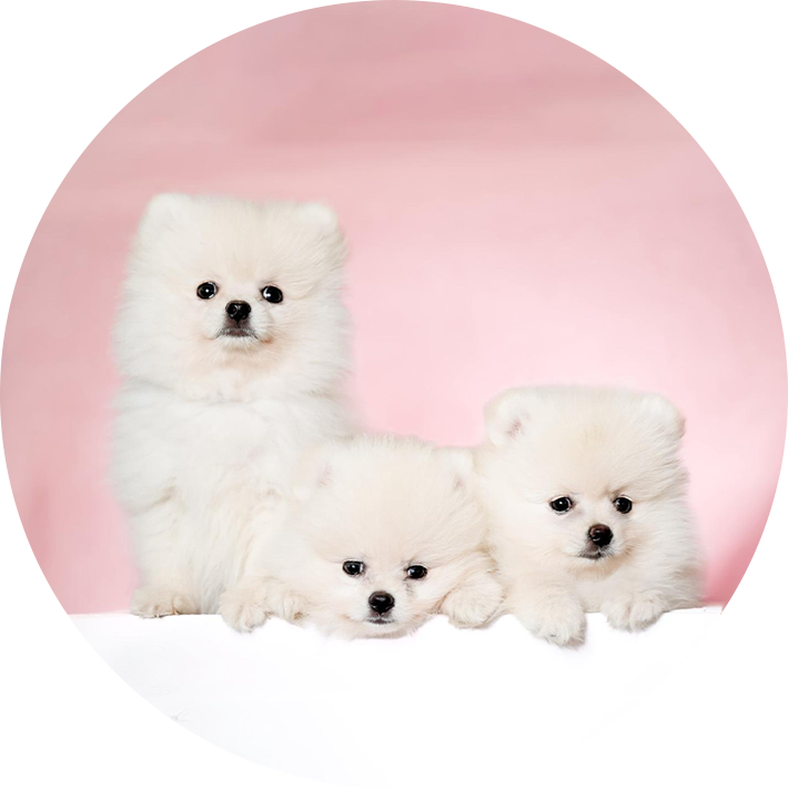 Szpic miniaturowy Pomeranian – przykład umaszczenia i sylwetki